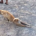 【爆笑動画集】足を滑らす老犬・・「かわいそう・・」と思ったらカモにされる！？（笑）超ズル賢い犬の驚きの演技とは！？